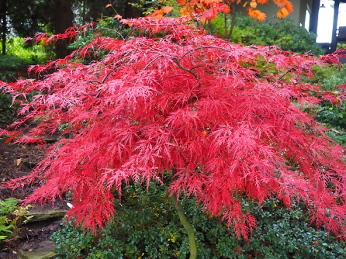 Acer palmatum 'Dissectum Garnet'